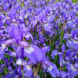 Irises   #ирисы #цветы #flowers #flower 🌸  #beauty