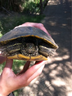 Cool turtle we found