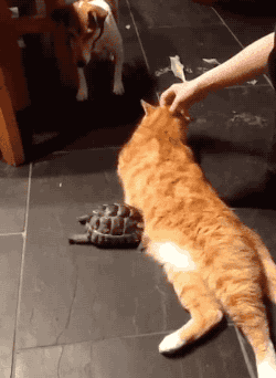 tastefullyoffensive:  Video: Little Tortoise Bullies Cat