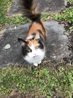 awwww-cute:  This is my neighbor’s cat. I don’t know her
