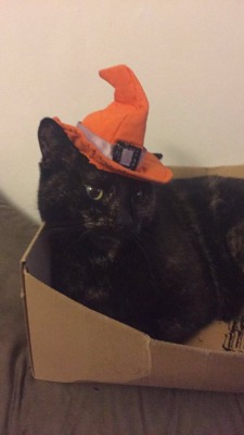 unflatteringcatselfies:  Tilly is the Queen of Halloween