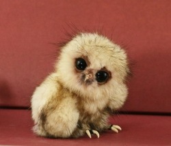 doloresd3:  Baby Owl