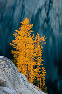 babi1976:  (via Autumn Alpine Larch Trees | Amazing Pictures)