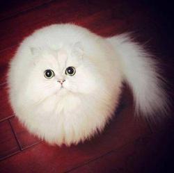 awwww-cute:  Cat Cloud