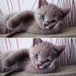 awwww-cute:  Paint me like one of your french girls 