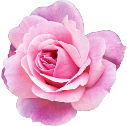 transparent-flowers:  Rosa Hybrid Tea Rose, “Pink Promise.”