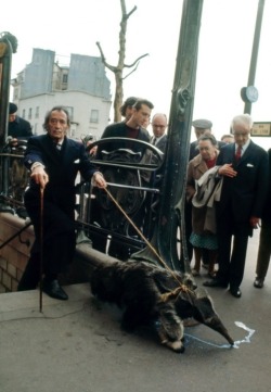 berfrois:  Salvador Dalí walking his anteater, Paris, 1969 