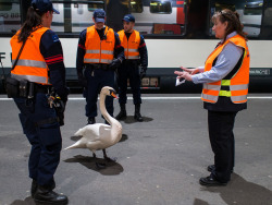 asap-rock-lee:   white lady and a duck in a rap battle 