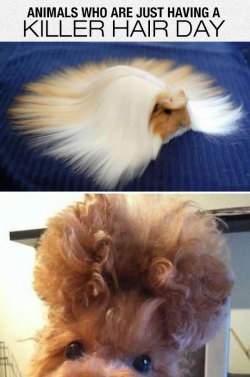 advice-animal:  Fabulous Hair Dayhttp://advice-animal.tumblr.com/