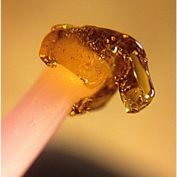 oceanofminds420:  Glorious Golden Dabs of Bubble Berry by @vosstonian