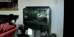 Reptilia