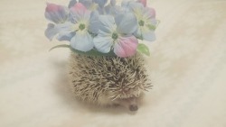 readinghedgehog:  私も、シェイミみたいように、可愛くなりたいよ！この花、似合ってるのかな？