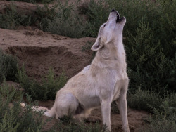 her-wolf: Artic Wolf by  Andreea SoDark 