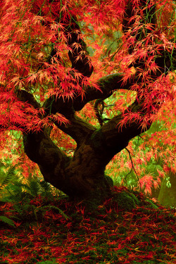 phantastrophe:  Portland Japanese Garden, Oregon | Photographer: Matt