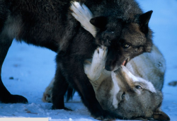 wolveswolves:  By Joel Sartore