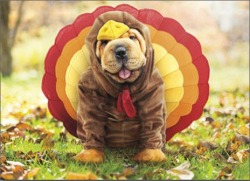 Happy Thanksgiving Everybody! Im thankful for my followers,all