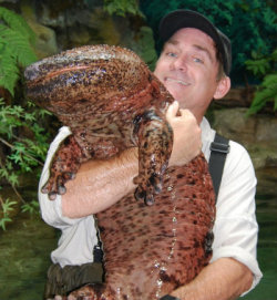 zsl-edge-of-existence: The Chinese giant salamander is the largest