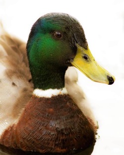funkytofunk:Male Mallard Duck 🦆 #uknature #birds #wildfowl