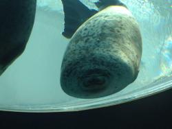 internetzahhakeriszahbacker:  Seals are so stupid and useless