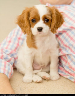 aplacetolovedogs:  Adorable Cavalier King Charles Spaniel puppy