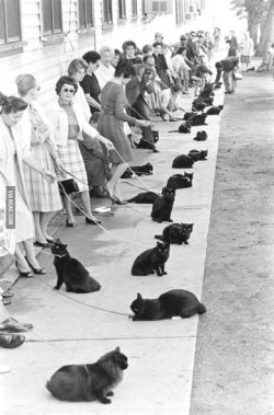 Hollywood auditions for black cat, 1961