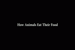 critter-care:  whore-heeeyyy:  How Animals Eat Their Food by