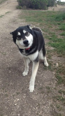 awwww-cute:  This is the face my dog makes when she sees someone