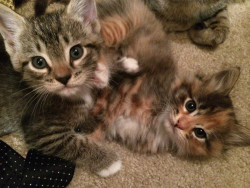 awwww-cute:  Well I grabbed them out of the bushes 6 weeks ago