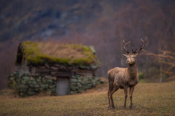 tulipnight:  The first sign of spring by Jørn Allan Pedersen