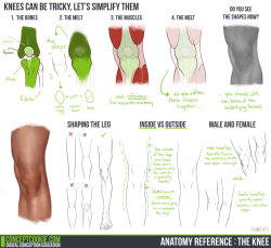 art-resource:Anatomy Reference: The Knee by ConceptCookie