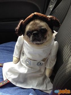 cosplay-pugs:  Tribute pug 😭  May the force be with you, 