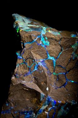 essenceofnxture:Boulder Opal, Lighteningn Ridge, Australia  Opals