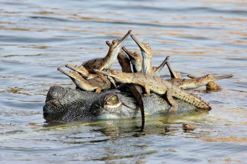 C’mon and take a free ride (Gharial with hatchlings … listed as critically endangered, this fresh-water crocodilian is a native of the Indian subcontinent)