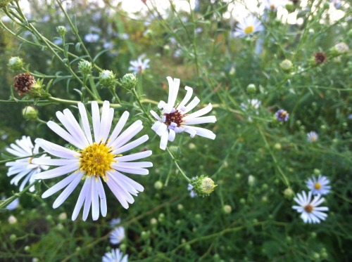 <p>daisies in summer</p>