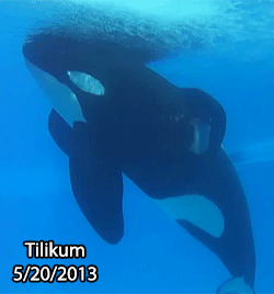 fuxit:  youresuchatwat:  Since the release of Blackfish, a documentary