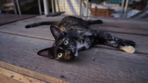 Cats at Koh Kret