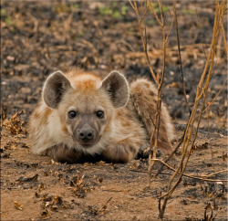 animalkingd0m:  Young Spotted Hyena by Ina Turner 