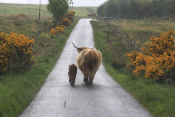  A Highland Coo and her calf wandering down an empty road, Argyll