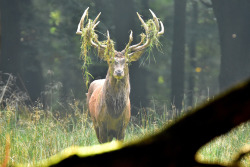 90377: Rothirsch - red deer - Cervus elaphus by Olaf Kerber 