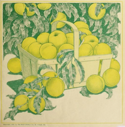 nemfrog:  Fruit basket. The Western fruit-grower. July 1905.