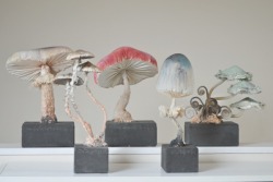 jekahyde:ohmisterfinch:Mister Finch new fungus collection March