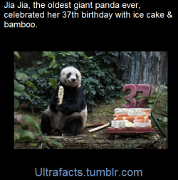 ultrafacts:  HONG KONG—The oldest giant panda ever in captivity