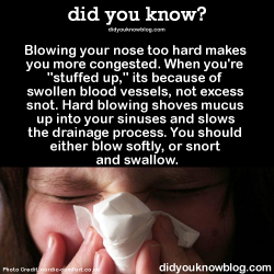 did-you-kno:  Blowing your nose too hard makes you more congested.