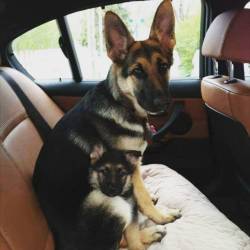 awwww-cute:  Look Closely (Source: http://ift.tt/1Nz649S)