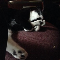 cinemasewer:  Herbie fell asleep while licking his toes