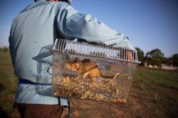 npr:  huffingtonpost:  Adorable Rats Are Being Trained To Hunt