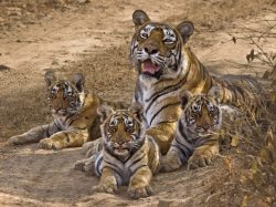 Dynasty (Tigress with her cubs)