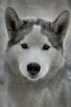 plasmatics-life:  Sled dog ~ By Darian 