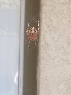 adorablespiders: I see about 10 of these a day! Usually they’re