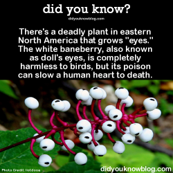 did-you-kno:  There’s a deadly plant in eastern North America